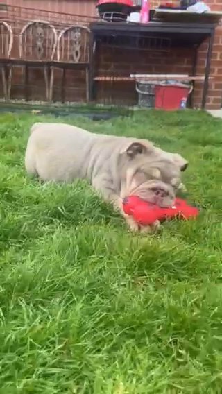 STUNNING! male British Bulldog Puppy For Sale