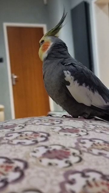 beautiful semi tame cockatiel pair