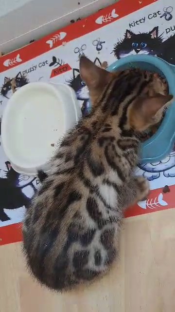 both sold 2 male pure bengal kittens