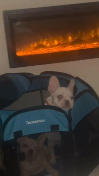 Frenchie