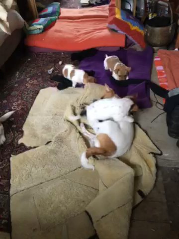 Jack Russell pups for sale