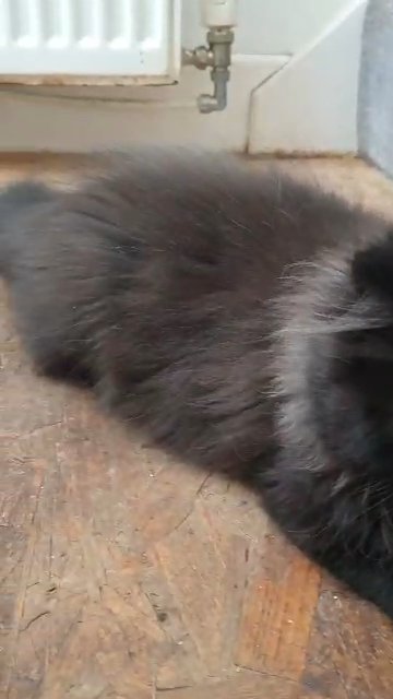 Pure Chocolate Persian