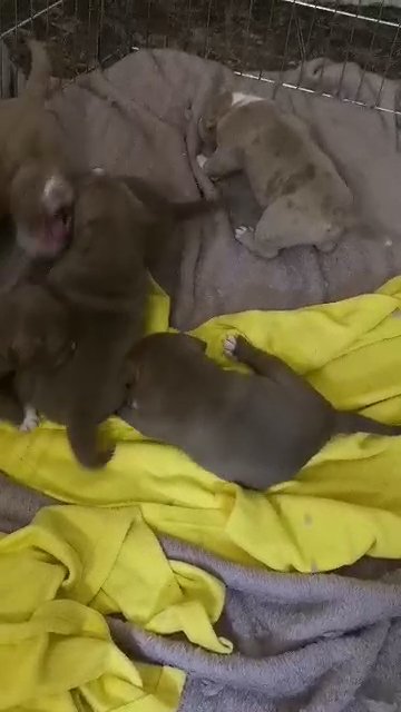 3x gr ch rockomania puppies available