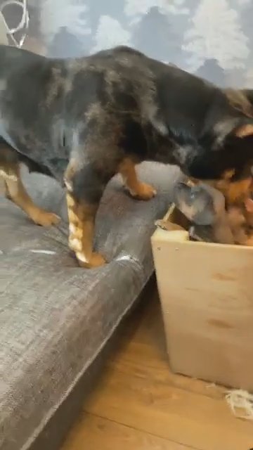 Woolly Bulliez