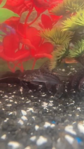 Pictus Catfish For Sale