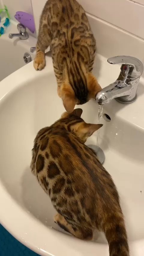 Bengal kittens
