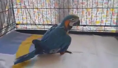 blue and gold macaw  babies