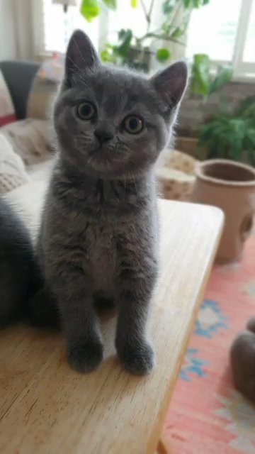 Ready to Leave ❤Gorgeous scottish Folds/ british shorthairs