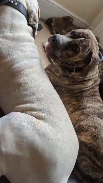 Pakistani Mastiff