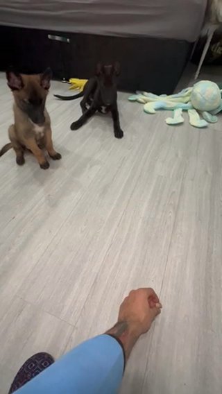 Full Black Belgian Malinois X German Shepard Puppy
