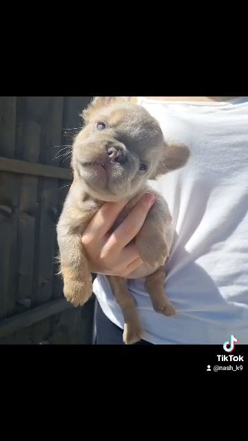 ✨️READY✨️ HEALTH TESTED LAST 2 PUPPIES FRENCH BULLDOG