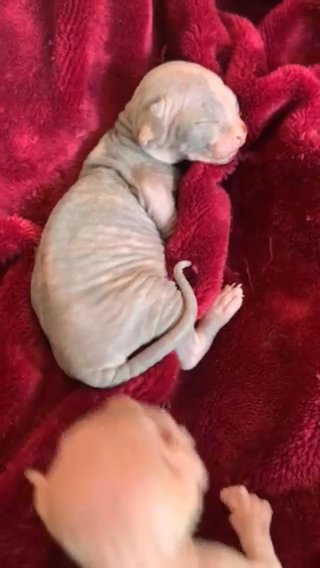 Sphynx kittens
