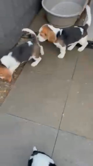 kennel club 5th generation beagle puppies ready now
