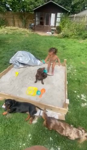 long hair Miniature dachshund