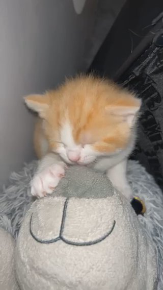 Ginger And White Kitten