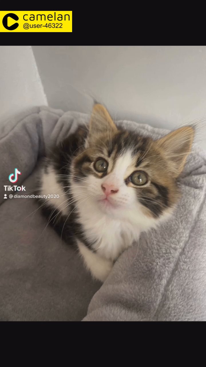 Siberian kitten male