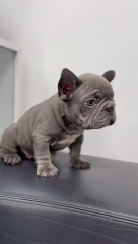 Lil Pink Gorilla