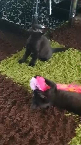Cute Female Kittens