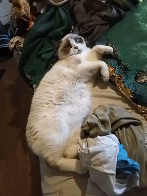 amazing blue eyed teddy bear cat