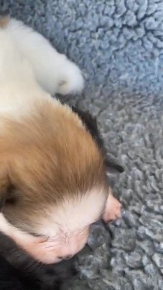rainbow littre Pomeranians