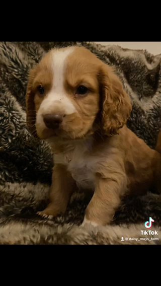 STUD - Cocker Spaniel