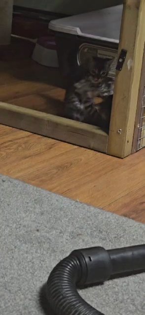 ?Silver Charcoal Bengals Champion bloodlines ?Champion Sired Silver Charcoal kittens?
