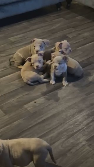 ?✨ Pocket Bullies ✨?