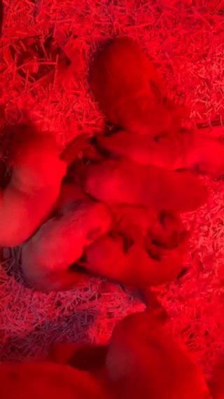 beautiful Labrador KC registered puppies