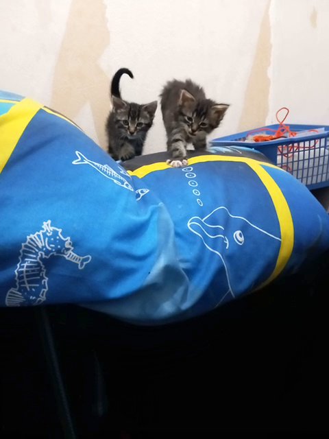 tabby kittens