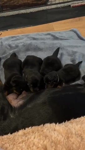 one girl left full kc registration from chunky litter