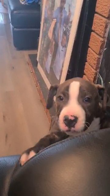 staffy boy