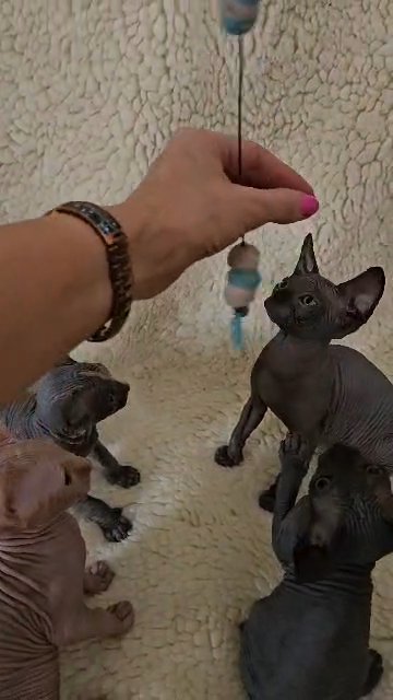 Pedigree Canadian Sphynx kittens