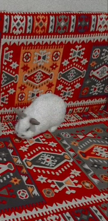 female white rabbit for sale in barking £10 only cash