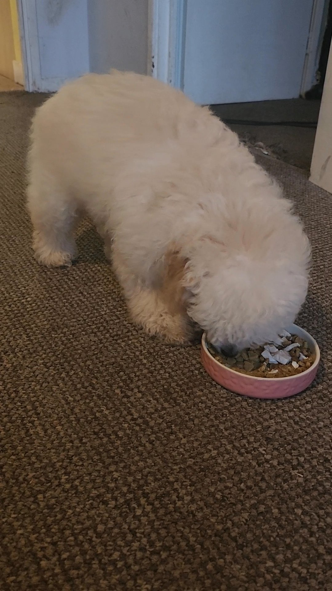 Toy poodle