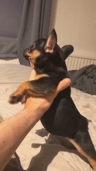 Female French Bulldog