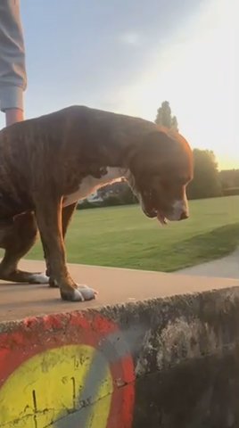 FEMALE AMERICAN BULLY