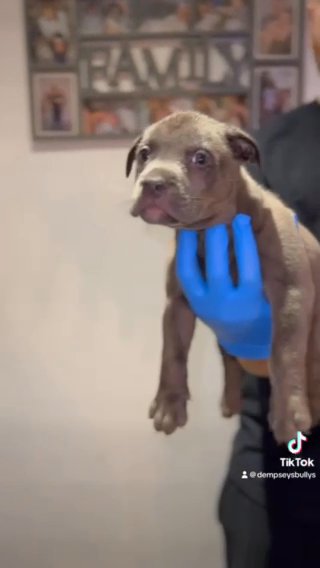American Bully Pups