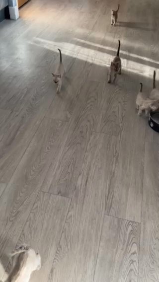 bengal kittens