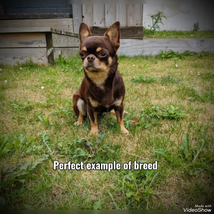 for stud kc chocolate chihuahua
