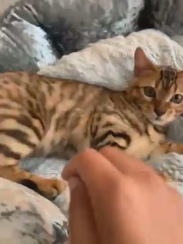 ?VISIT TODAY! SWEET GENTLE TICA ACTIVE BENGAL BOY?