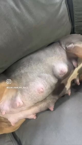 Puppies Loading
