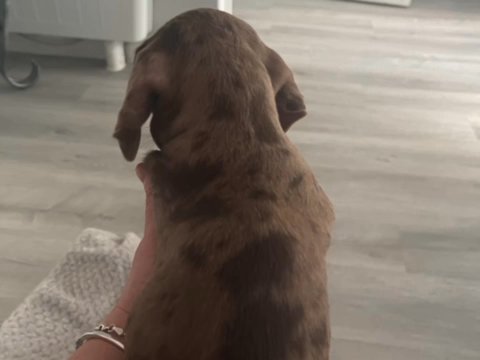 Miniature Dachshund Female