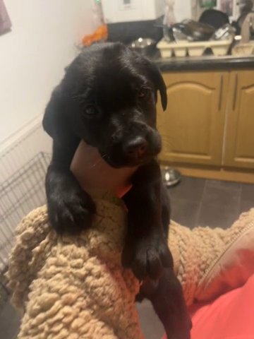KC Registered male black Labrador