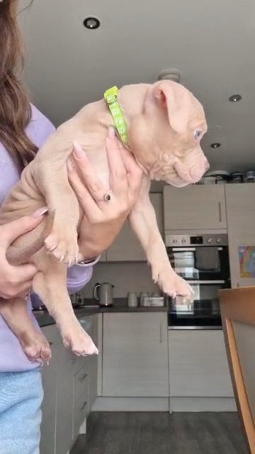 ABKC MALE POCKET BULLY