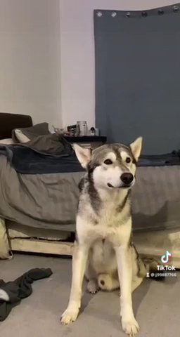 Alaskan Malamute X Husky
