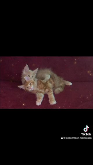 Maine Coon Kittens