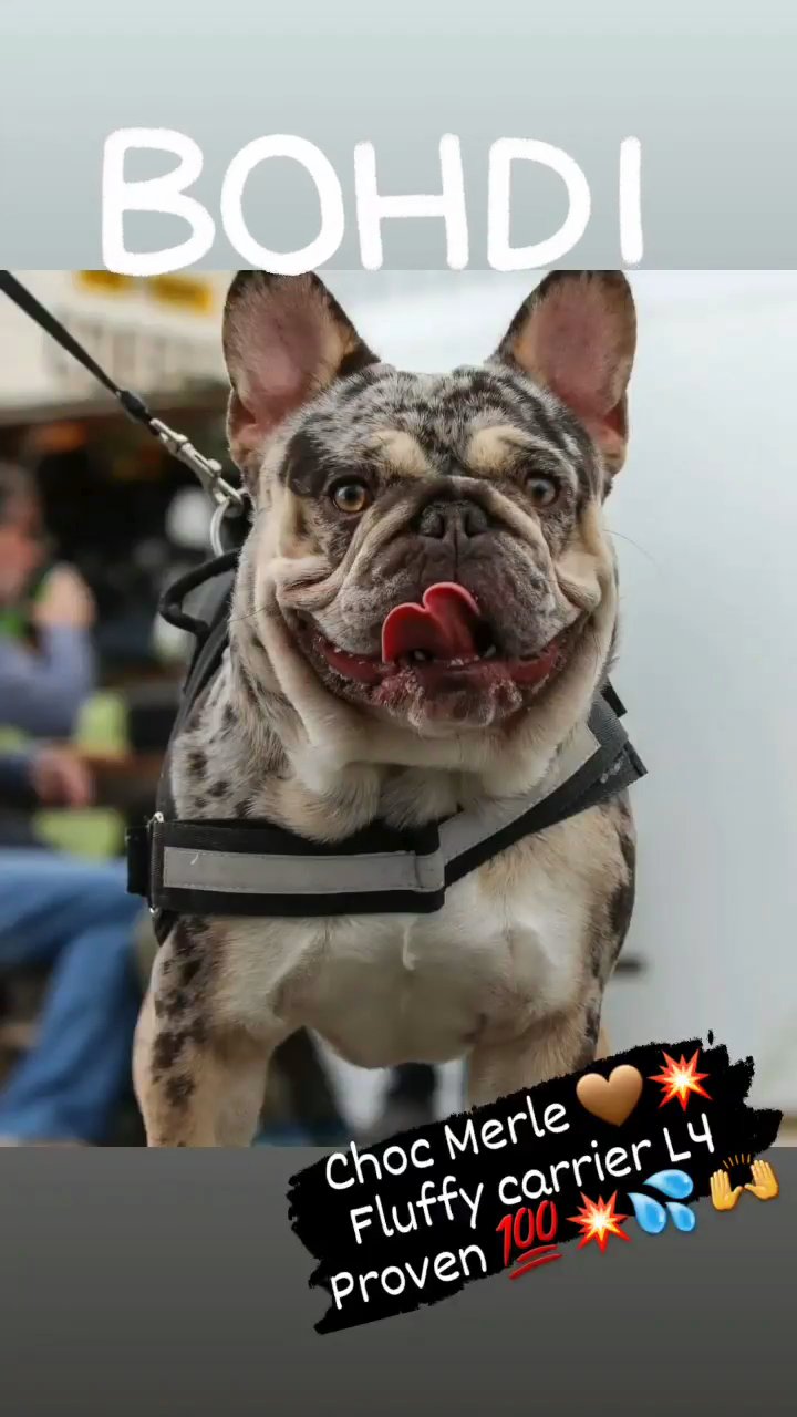 Lord Bohdi - choc merle fluffy L4