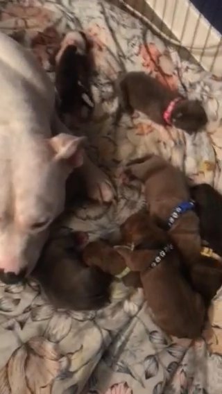 American Bully Puppies
