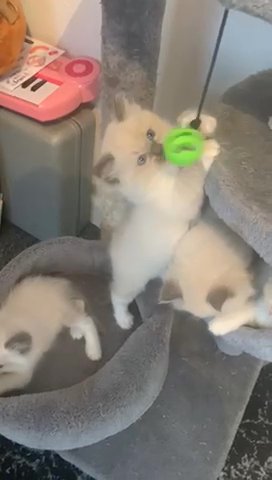 Beautiful Ragdoll Kittens
