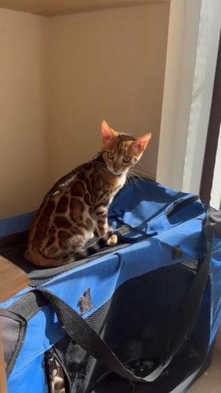 Tica Registered Bengal Males